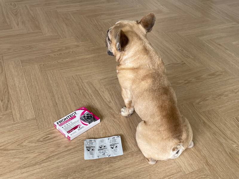 Behandling af flåter & lopper hos hunde og katte